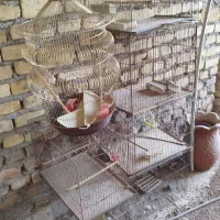 قفس قناری
