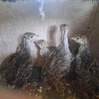 فروش جوجه بوقلمون یک ماهه