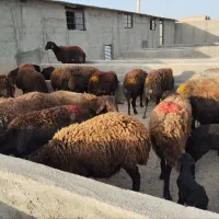 میش قره قزل افشاری درجه یک جوان