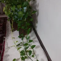 پتوس ملکه