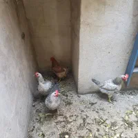 مرغ تخم گذار