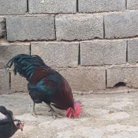 خروس فروشی