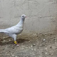 سرکه ای هفرنگ مغلف