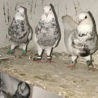 معاوضه با گندم