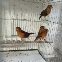 قناری