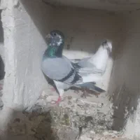 جوقجله