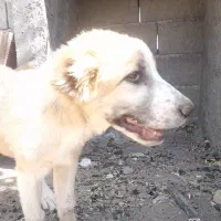سگ توله خراسانی والابای