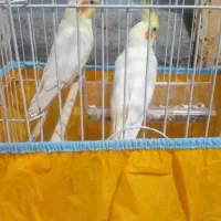 عروس هلندی