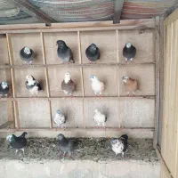 25جفت کفتر خوب