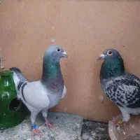 کفتر|پرنده|صفادشت, |دیوار