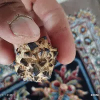 سنگ جالب|کلکسیون و سرگرمی|داراب, |دیوار