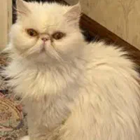 گربه پرشین نر بالغ