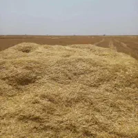 کاه گندم دیمی