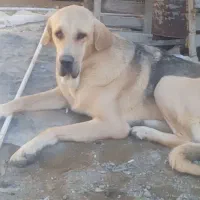 سگ پژدر ماده