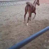 کره اسب ۶ماهه،الی ۲ساله