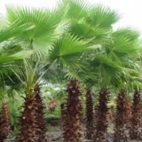فروش پالم واشنگتن سه ساله
