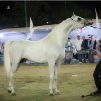مژده سیلمی عرب خالص ایرانی