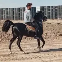 نریون مشکی نوه پویا بقایی