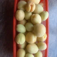 زردآلو قیسی