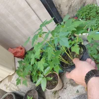 نهال پاپایاخربزه درختی زیرقیمت کل ایران تعدادمحدود