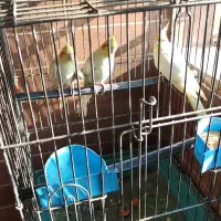 عروس هلندی