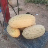 خربرزه افغانی و مشهدی