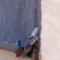 کفتر|پرنده|شهر بابک, |دیوار