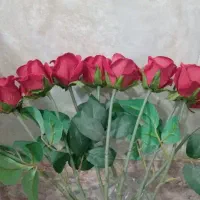 گل رز 10شاخه