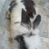 سلام خرگوش پشمالو