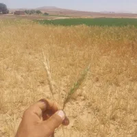 نیازمند سرمایگذار