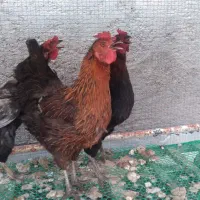 مرغ و خروس