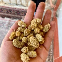 توت خشک دستچین شده