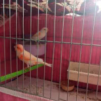 قناری موزایکی جفت ی نر تک پرتقالی  مست شلاقی خون