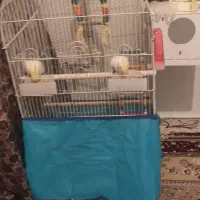 عروس هلندی جفت مولد