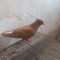 بار کبوتر