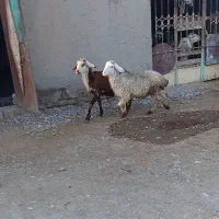 گوسفند|حیوانات مزرعه|سیلاخور, |دیوار