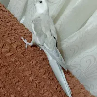 عروس پر پر حرف