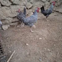 مرغ و خروس محلی