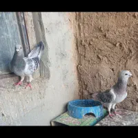 نر ماده بدرنگ کلاغ