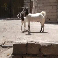 بز کهره فروشی