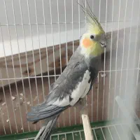 یک جفت عروس هلندی