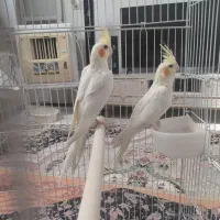 جوجه عروس هلندی
