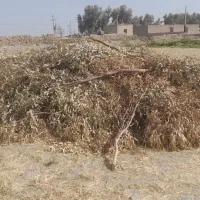 کاه امسال