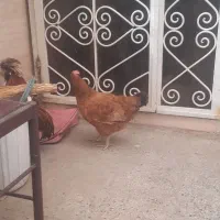 باسلام یه مرغ درشت با خروس