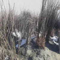 فروش انواع نهال در سلطانیه ۶۰ هزار