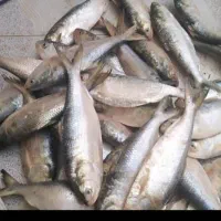 ماهی صبور عمده وکیلویی