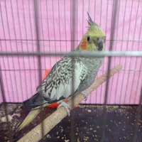 عروس‌هلندی‌گل‌باقالی‌اروم