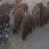 ۱۵ راس بره  ۳۰ کیلویی مخصوص پروار