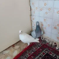 کبوتر پلاکی ماده