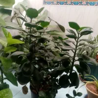 گل زیبا وشاداب